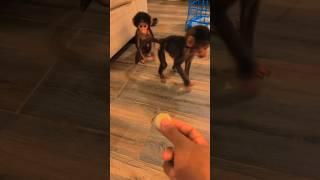 Finger Monkey| Monkey Funny videos| Funny Monkey #monkey #monkeyvideo #monkeyvideos