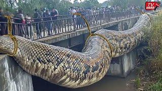 Residents Find Giant Snake as Big as Truck Tire Hanging on Bridge...