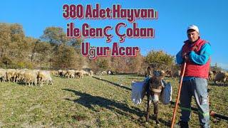 Genç Çoban Uğur Acar ın Hedefi 700 Hayvan Gemiç köyü #hayvancılık