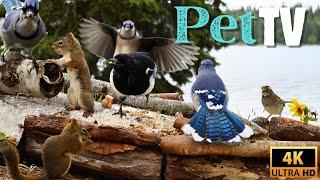 Entertain Your Cat or Dog with Pet TV | Squirrels and Blue Jays by the Lake