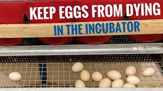 #1 reason eggs DIE in the incubator