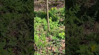 A good patch of Celandine poppy. Stylophorum diphyllum. Giant city state park.