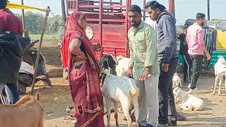 Dewas Bakra mandi 5 December 2024