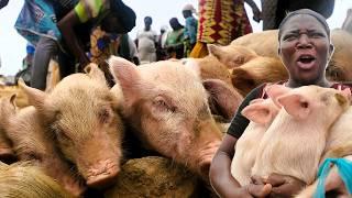 The PIG Market You Never Knew Existed in Nigeria