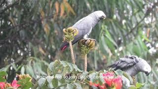 African Grey Parrot Conservation in Kiable Forest, Uganda - World Parrot Day.