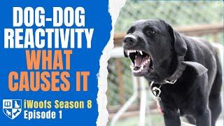 The Causes of Dog-Dog Reactivity - iWoofs S8E1