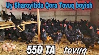 Qora tovuqdan qanday Foyda oladi.   +998903038633 faqat tuxum uchun.