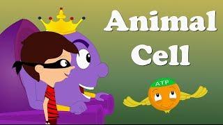 Animal Cell | #aumsum #kids #science #education #children