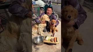 The stray golden retriever waits for the homeless man to come back and cook