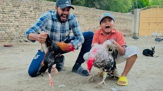 Khatarnak turkey  bird or seel murgy ki larai  || turkey  bird buri trha zakhmi ho gaya  ||