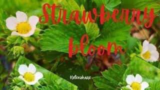 STRAWBERRIES |HELENSHARE |2023 GARDENING