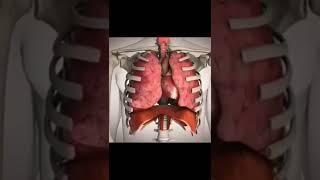 Heart, Lungs and Diaphragm Functioning in Human Body || Anatomy and Physiology