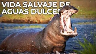 El Mundo Salvaje: Las Aguas Dulces | Free Documentary Nature -  Español