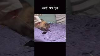 무해한 아기 맹수 #shorts #19년생박줄리 #고양이