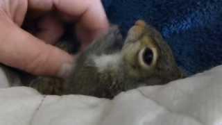 Kitty  the friendly Squirrel, loves her chin rubbed too...