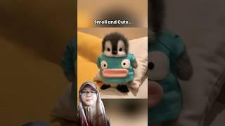 cakep #cute #toys #penguin #animals #funny #pet #babyanimals #cuteanimal #adorable #fluffy #shorts