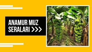 Anamur Muz Seraları | MERSİN