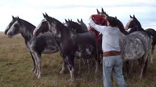 INCREIBLE TROPILLA ENTABLADA DE 10 CABALLOS . VENDIDA -  WWW.LOSEQUINOS.COM