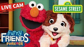 Sesame Street: Elmo & Tango Puppy Cam | Elmo's Puppy