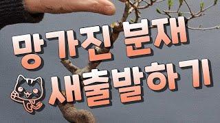 분재 새출발하기/경매장에서가저온 분재/망가진분재 개작하기/ Start a new bonsai / remodel a broken bonsai /