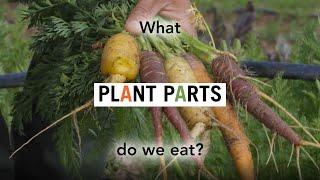 Foodwise Kids: What Plant Parts Do We Eat?