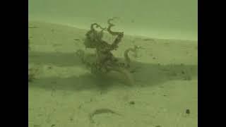 Underwater Bipedal Locomotion by Octopuses in Disguise