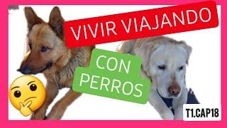 VIVIR VIAJANDO con PERROS - Top Five de las 5 MEJORES y las 5 PEORES