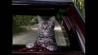 Toonces the Driving Cat Lofi