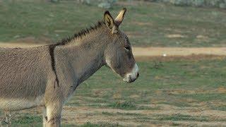 Save Moreno Valley's Wild Burros