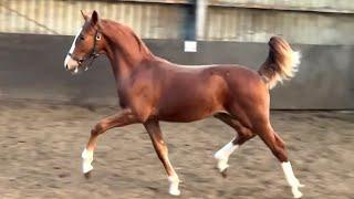 Spectacular Gelders colt by Odin x Danser