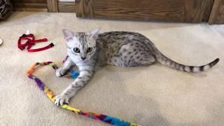 8 Month Old Egyptian Mau Kitten Playing in his New Home