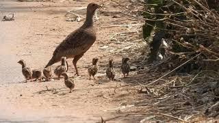 Grey Francolin (Ortygornis pondicerianus) Grey Francolin Breeding season
