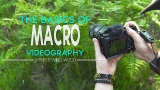 The Basics of Macro Videography | How I Film My Insect B-Roll