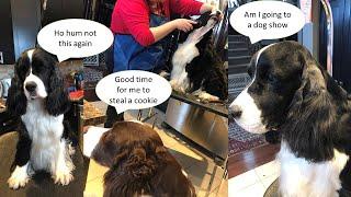 HOW TO GROOM YOUR ENGLISH SPRINGER SPANIEL: SHOW GROOM PART 2: HEAD, NECK AND SHOULDERS