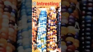 Glass corn fact #facts #factshorts #factory #fyp #factsinhindi #factvideo #facttechz #amazingfacts