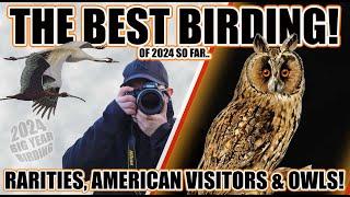 THE BEST BIRDING TRIP ( OF 2024 SO FAR ). Rare Birds, American Visitors and owls!