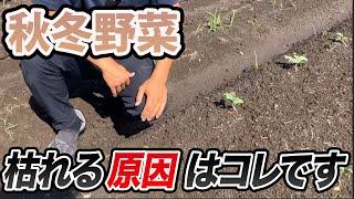 【秋冬野菜】意外にやってる！？枯れていく原因はこちらです！