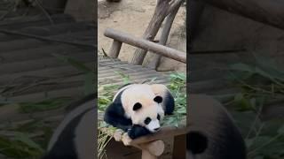 아이바오? 엄마 이름 듣자마자 마음 급해진 후이ㅋㅋㅋㅋㅋㅋ #shorts