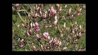 Magnolie im Zeitraffer - Magnolia in time lapse