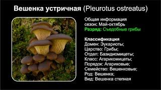 Вешенка устричная Pleurotus ostreatus