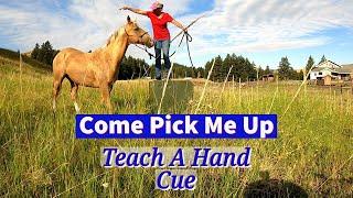 HOW TO TEACH A HORSE TO COME PICK YOU UP FROM ANYWHERE