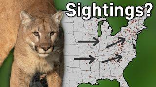 Are There Hidden Populations of Cougars In The Eastern United States?