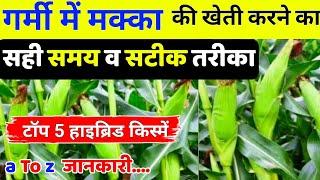 गर्मी में मक्का की खेती कब और कैसे करें |Garmi me makka ki kheti | Hybrid maize seeds|Makka ki kheti