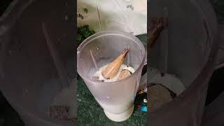 chocolate ice cream shake #poonam#viralshort #poonam's kitchen