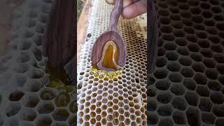 Viral spoon honey #shorts #honey #harvesting #wildhoney #relaxing #viral2024