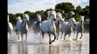 The Camargue