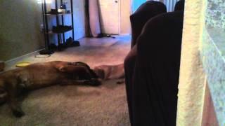 Large mastiff plays with small mastiff  1/2