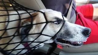 Dogs and Cats with Infinite Rizz  | Funniest Pet Fails Ever