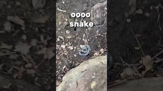 I flipped 7 rocks and found a venomous snake