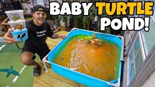 Building My *NEW* BABY TURTLE POND!! (buying turtles)